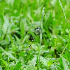Lestes praemorsus decipiens
