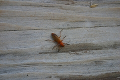 Rhagonycha fulvaliena