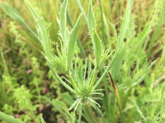 Eryngium petiolatum