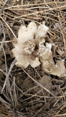 Sarcosphaera coronaria