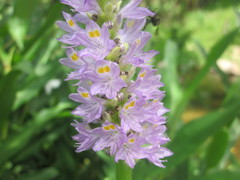 Pontederia sagittata
