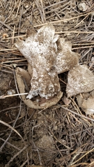 Sarcosphaera coronaria