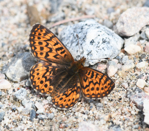Boloria freija (Thunberg, 1791)