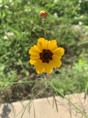 Coreopsis tinctoria
