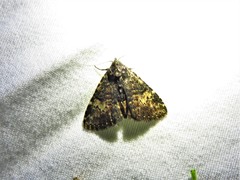 Metalectra diabolica