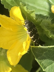 Acmaeodera obtusa