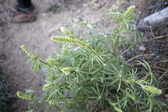 Lupinus hyacinthinus