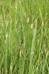 Eleocharis limosa
