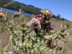 Cirsium fontinale
