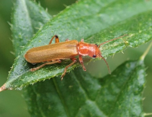 Cantharis cryptica, photo 2 of 10