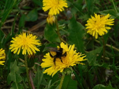 Bombus terricola image