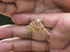 Pityeja histrionaria
