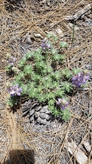 Lupinus lepidus ramosus