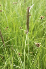 Cenchrus sphacelatus