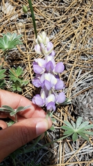 Lupinus lepidus ramosus