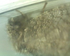 Megalomus moestus