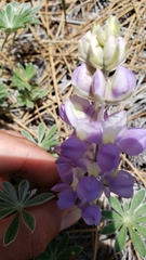 Lupinus lepidus ramosus
