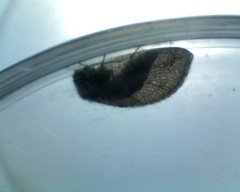 Megalomus moestus