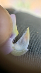 Lupinus lepidus ramosus