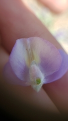 Lupinus lepidus ramosus