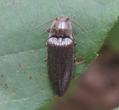 Dixicollis divaricatus