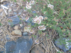 Dorycnium