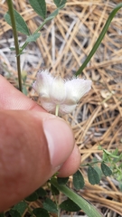 Calochortus coeruleus