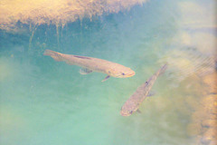 Characiformes