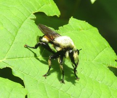 Laphria grossa