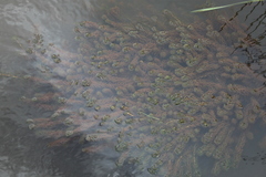 Lagarosiphon major