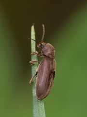 Hadrobregmus confusus