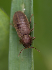 Hadrobregmus confusus