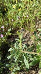 Allophyllum divaricatum