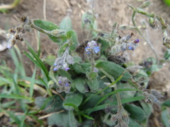 Myosotis ramosissima