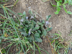 Myosotis ramosissima