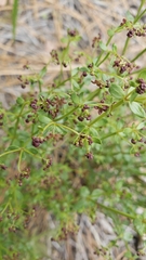 Galium bolanderi