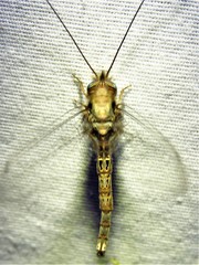 Ululodes macleayanus