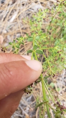 Galium bolanderi