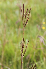 Andropogon appendiculatus
