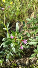 Allophyllum divaricatum