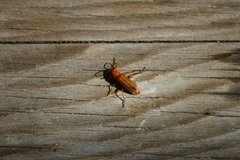 Rhagonycha fulvaliena