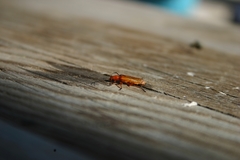 Rhagonycha fulvaliena