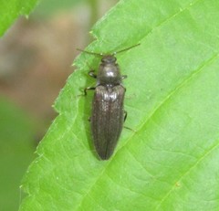Dixicollis divaricatus