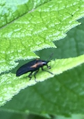 Odontota scapularis