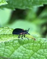 Odontota scapularis