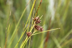 Rhynchospora brownii