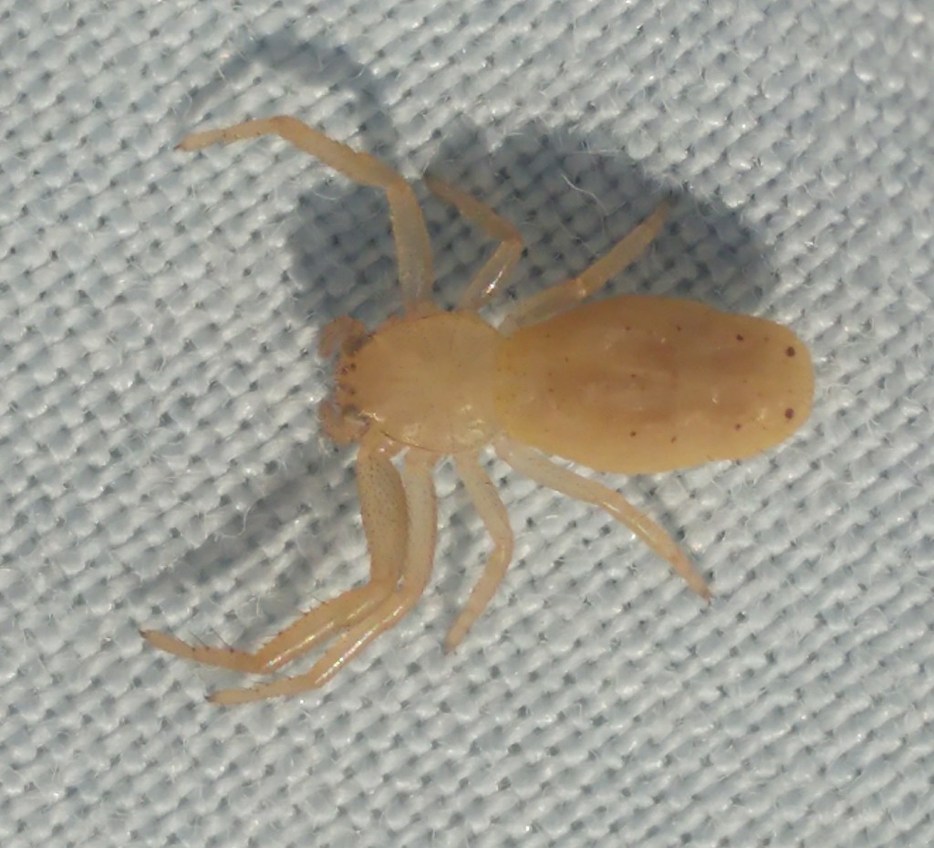Firmicus dewitzi