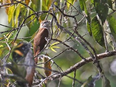 Cacomantis sonneratii