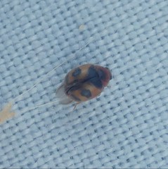 Nephus kiesenwetteri