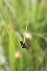 Cyperus nigricans